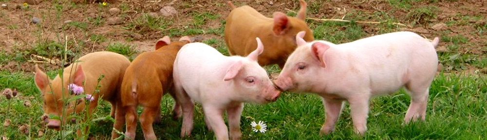 Darlington Pig Discussion Group
