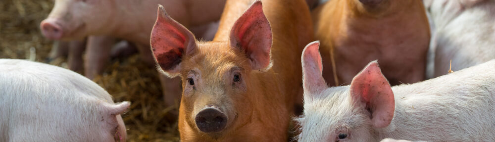 Darlington Pig Discussion Group