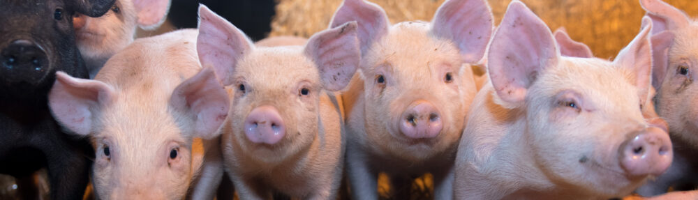 Darlington Pig Discussion Group